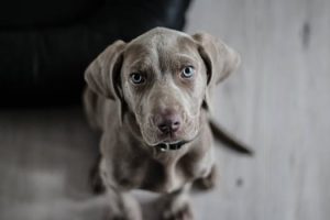 7 Things to Consider When Your Puppy Comes Home