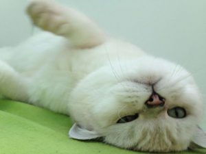 Christmas Lillies and Cats