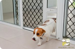 Are You Renting With Pets?