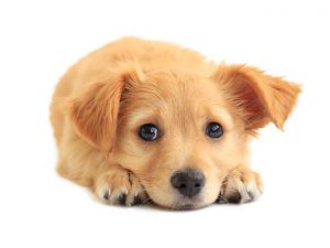 Puppy House-training: Tips for Toilet Training Your Puppy in Their First Few Weeks at Home