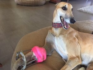 To Insure or Not to Insure – That is the Question