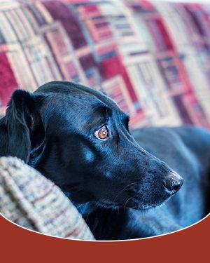 How to tell if your pet is stressed