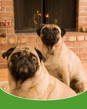 Keep your pets warm this Winter