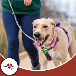 The importance of regular exercise for pets