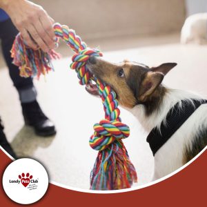 How to keep your pets entertained indoors