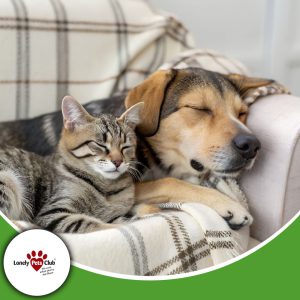 Preparing your home for a pet sitter